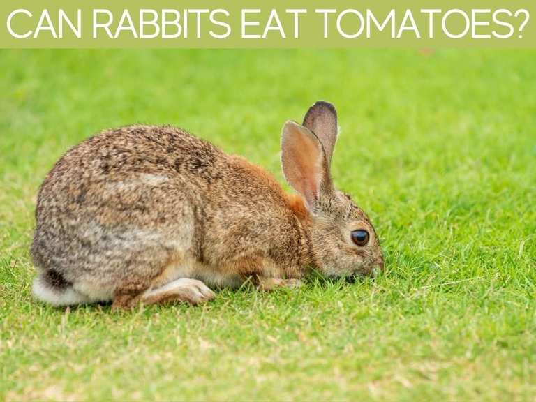 Are Tomato Plants Poisonous To Rabbits? Greenhouse Today