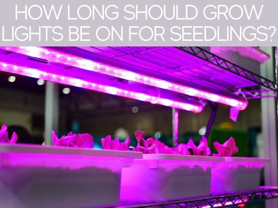 How Long Should You Leave Grow Lights On? Greenhouse Today