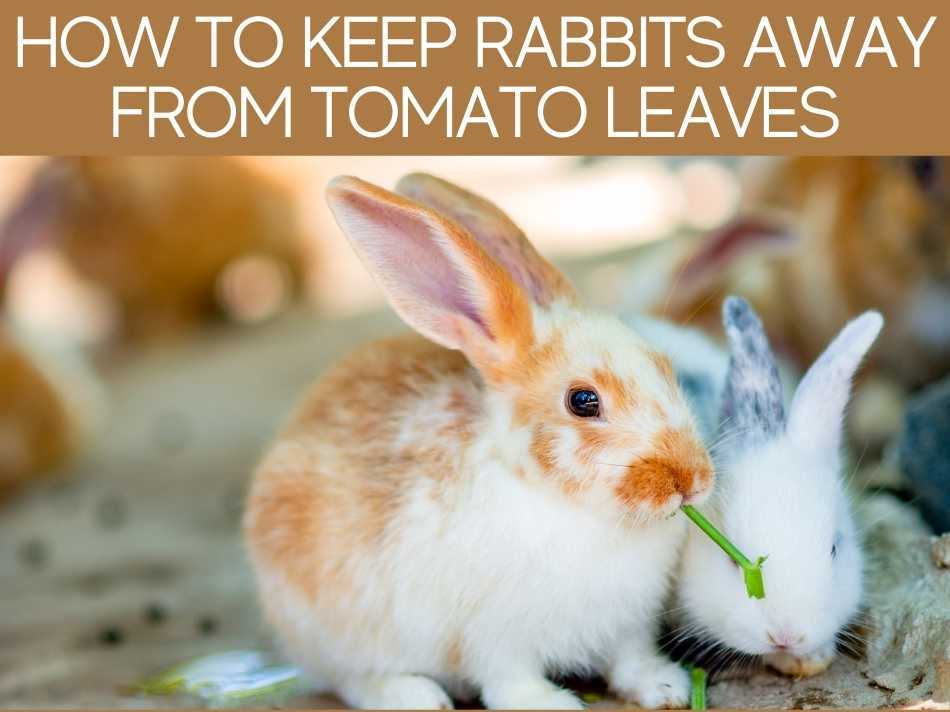 Are Tomato Plants Poisonous To Rabbits? Greenhouse Today