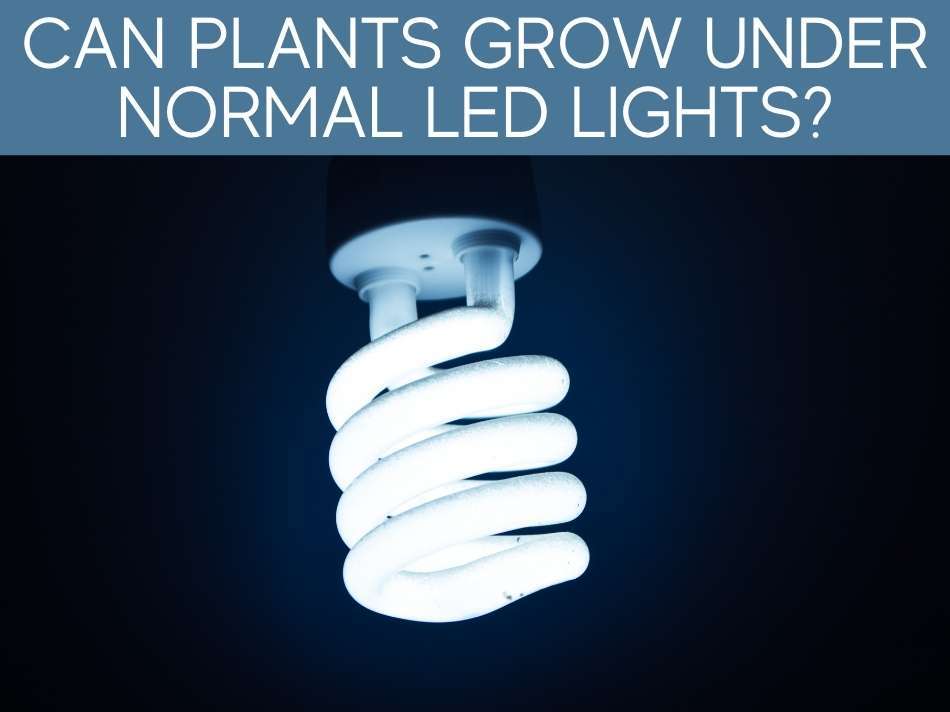 Can Regular LED Lights Be Used As Grow Lights? Greenhouse Today
