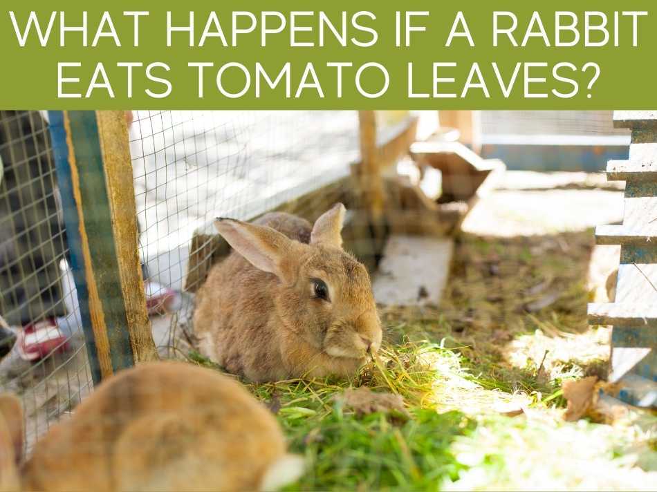 Are Tomato Plants Poisonous To Rabbits? Greenhouse Today