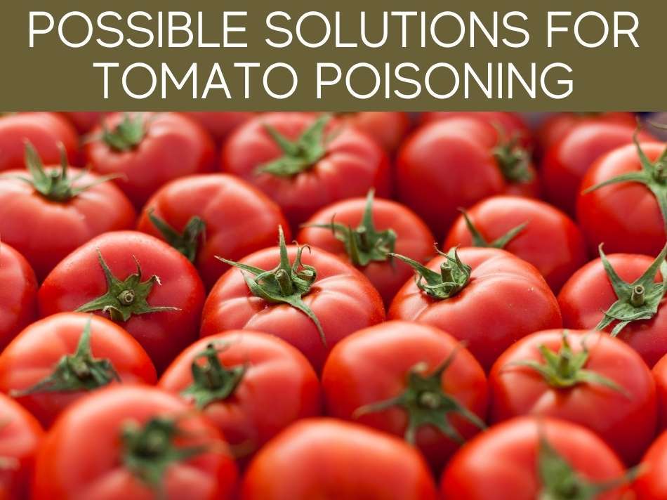 Are Tomatoes Toxic To Horses? Greenhouse Today