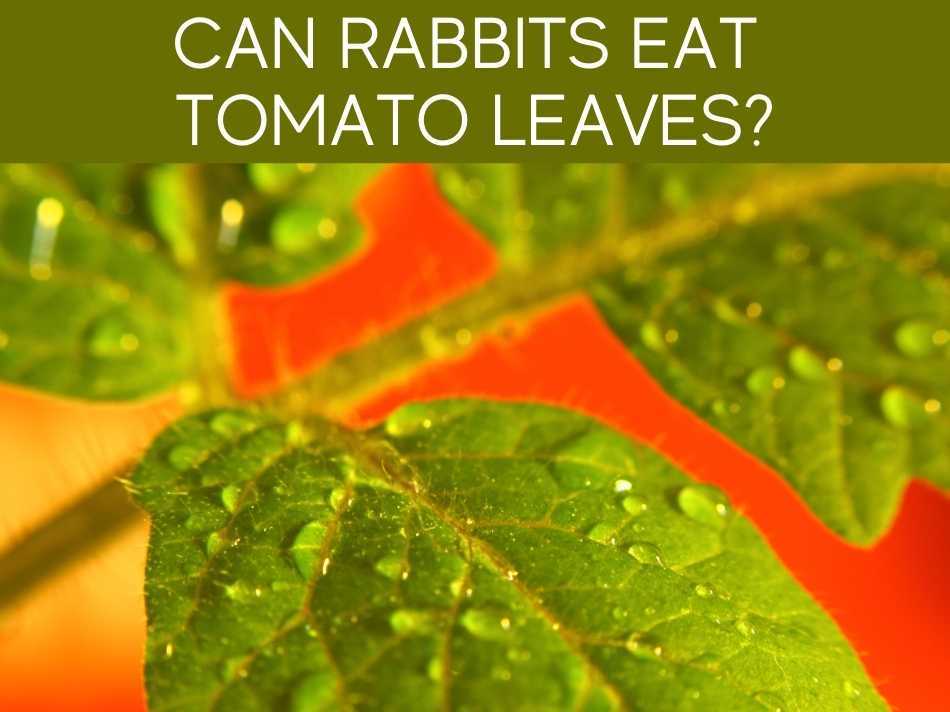 Are Tomato Plants Poisonous To Rabbits? Greenhouse Today
