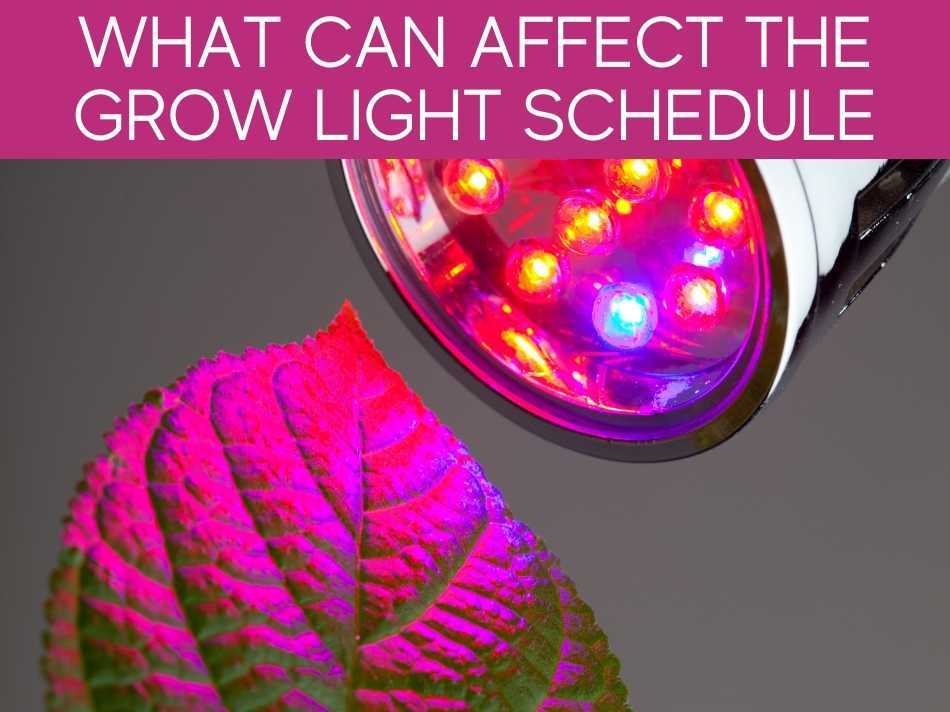 How Long Should You Leave Grow Lights On? Greenhouse Today