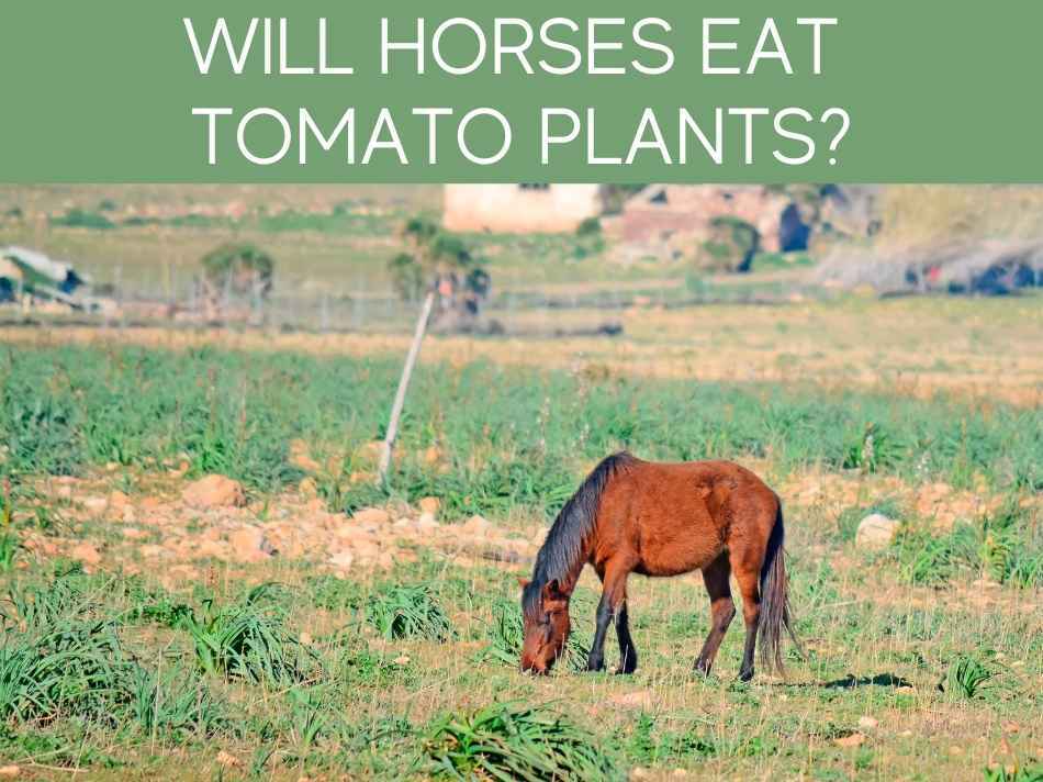 Are Tomatoes Toxic To Horses? Greenhouse Today