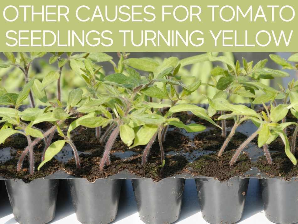 Why are My Seedlings Turning Yellow? Greenhouse Today