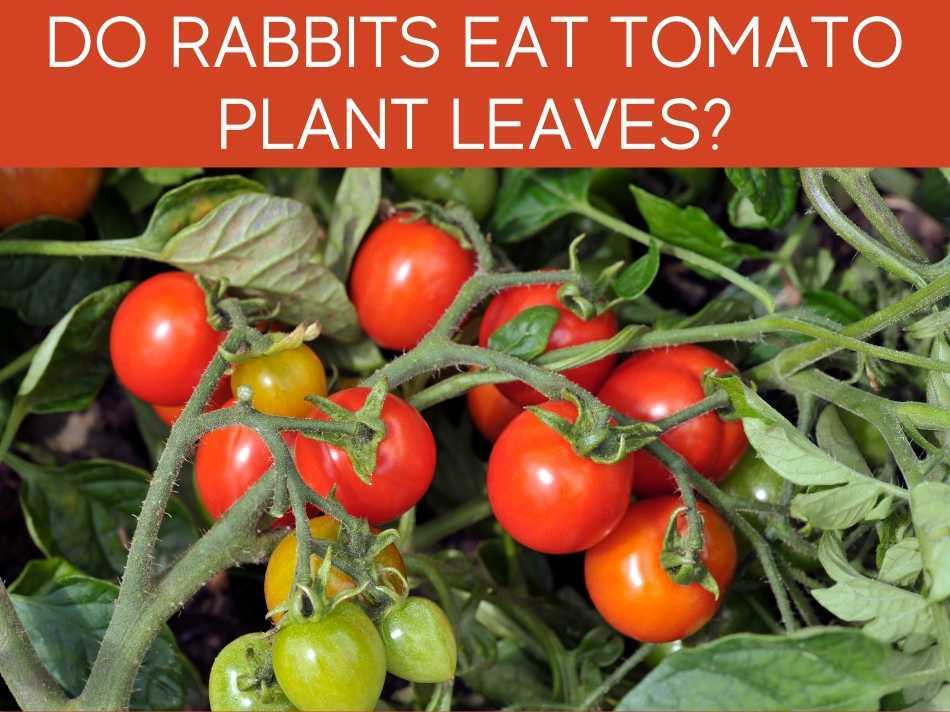 Are Tomato Plants Poisonous To Rabbits? Greenhouse Today