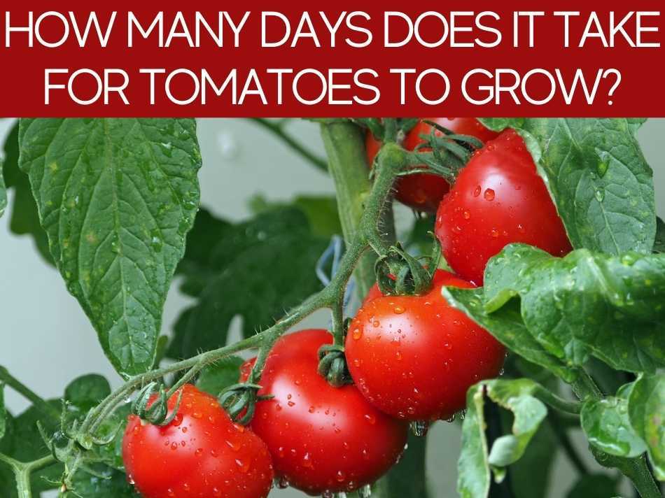 How Long Does It Take For Tomato To Grow? Greenhouse Today