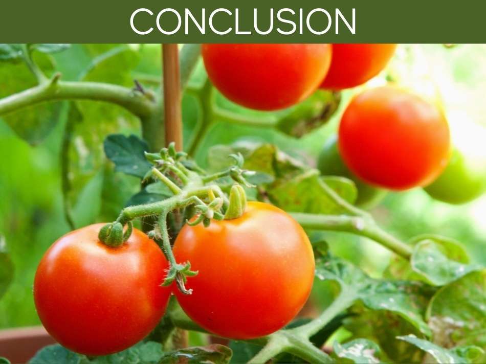 Can You Grow Tomatoes In South Florida? Greenhouse Today