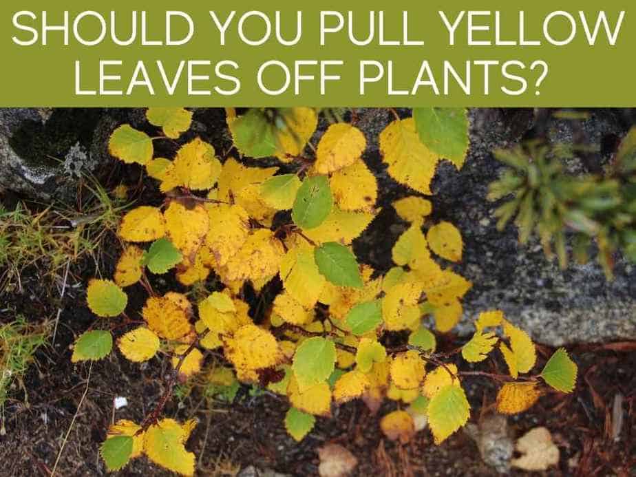 Should I take yellow leaves off plant? Greenhouse Today