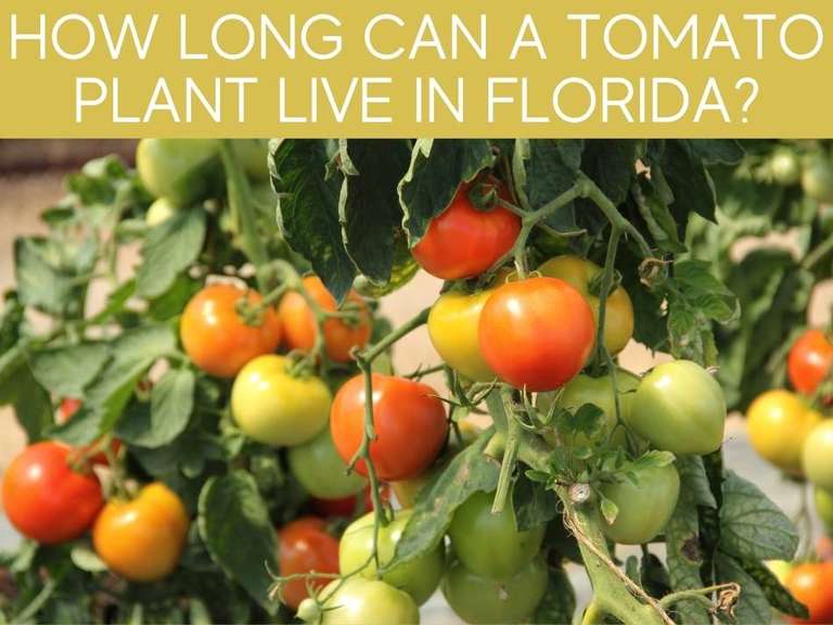 Can You Grow Tomatoes In South Florida? Greenhouse Today