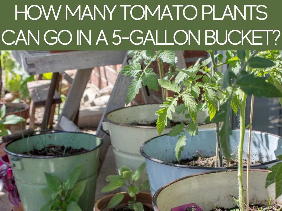 How Many Tomato Plants in a Square Foot Garden? Greenhouse Today