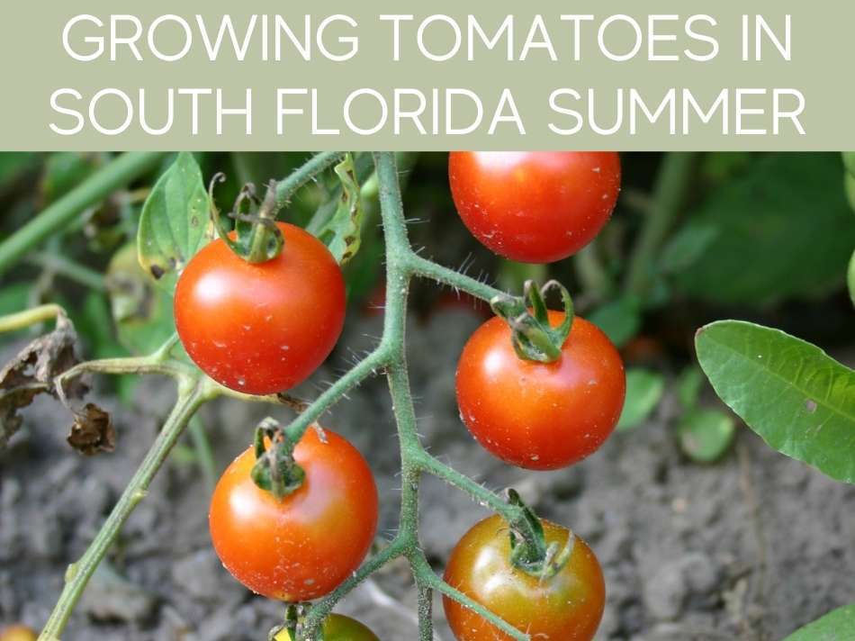 Can You Grow Tomatoes In South Florida? Greenhouse Today