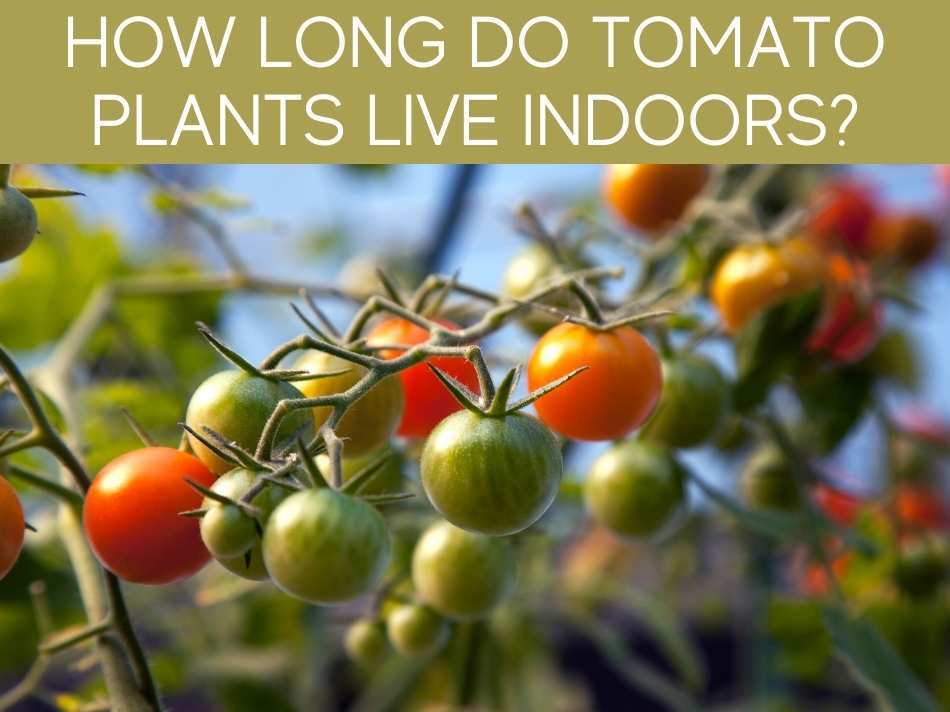 How to Keep Tomatoes Alive Over Winter? Greenhouse Today