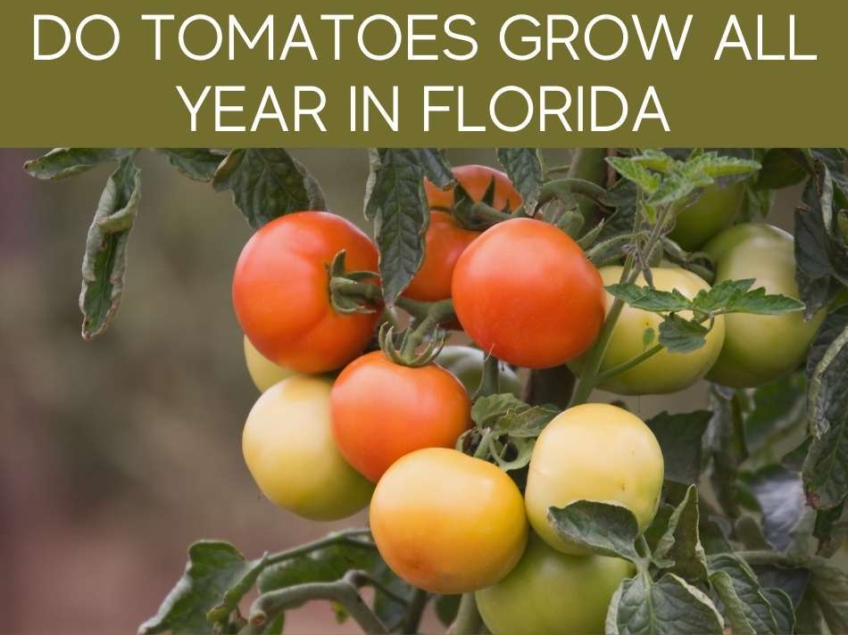 Can You Grow Tomatoes In South Florida? Greenhouse Today