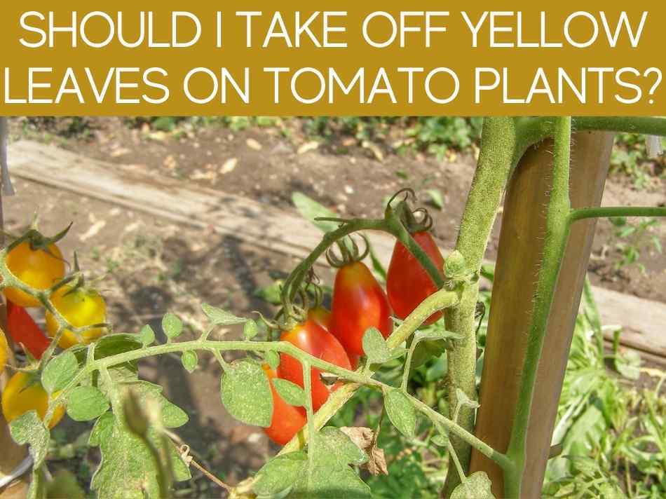 Should I take yellow leaves off plant? Greenhouse Today