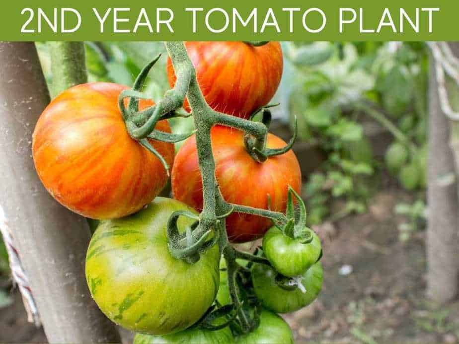 How Long Will Tomato Plants Produce? Greenhouse Today