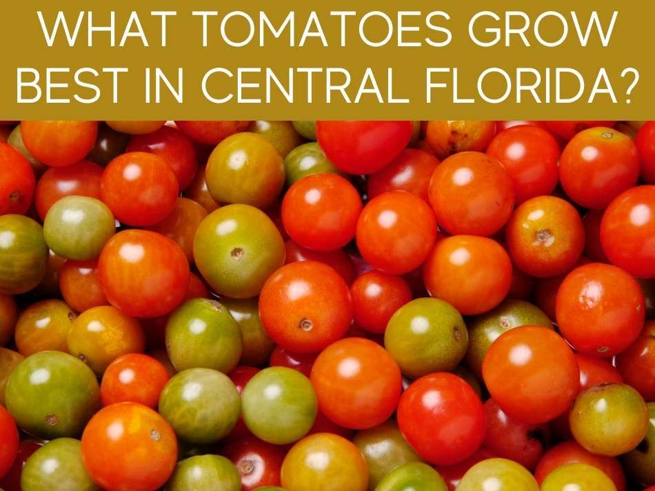 Can You Grow Tomatoes In South Florida? Greenhouse Today