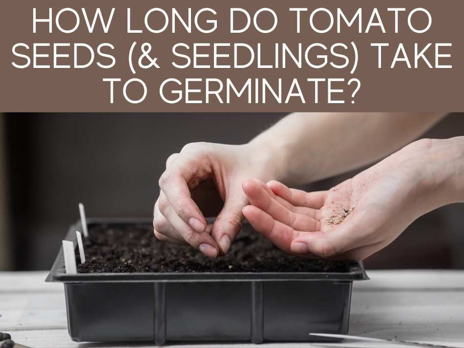 How Long Does It Take For Tomato To Grow? Greenhouse Today