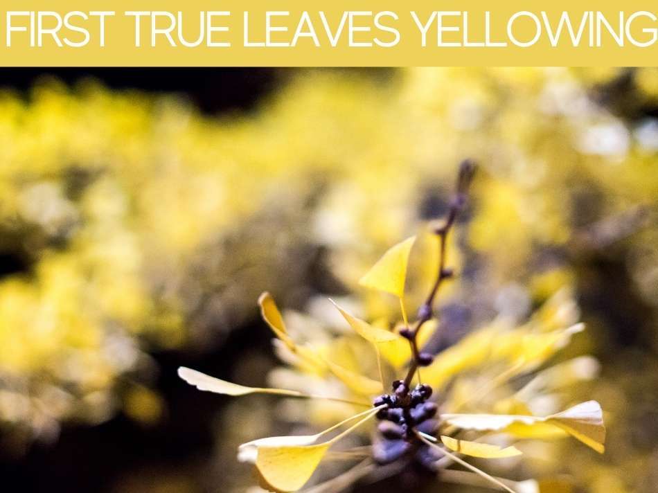 Should I take yellow leaves off plant? Greenhouse Today