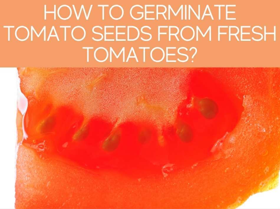 Can I plant fresh tomato seeds? Greenhouse Today