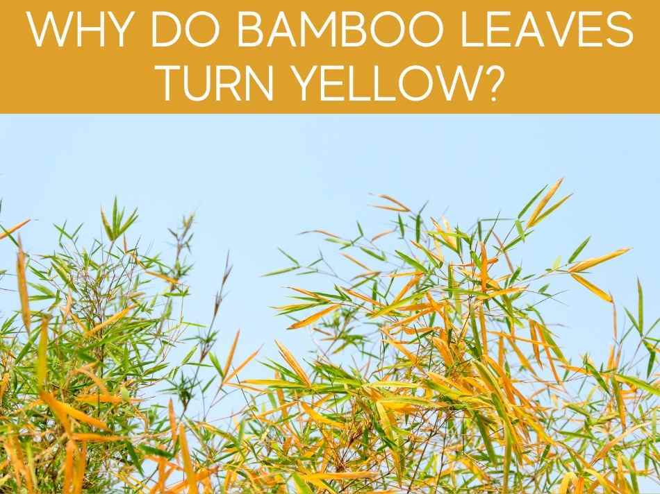 Should I take yellow leaves off plant? Greenhouse Today