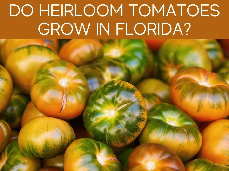 Can You Grow Tomatoes In South Florida? Greenhouse Today