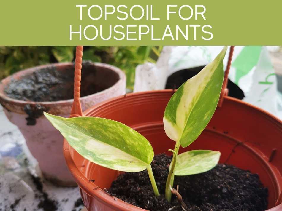 Top Soil for Houseplants 4 common problems & which soil to use