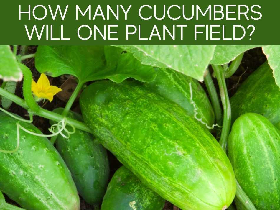 How Many Cucumbers Can One Plant Produce? (plus, 1 trick to grow more