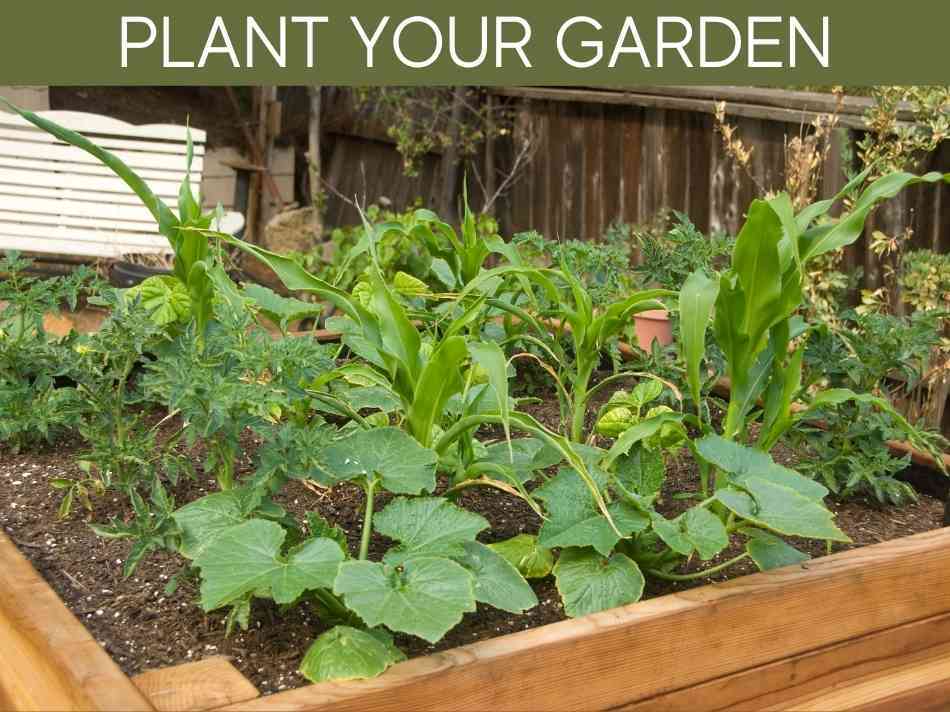 Pine for raised beds Greenhouse Today