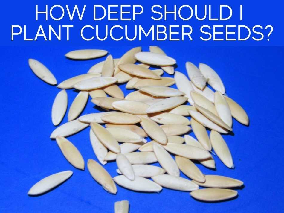 How Deep to Plant Cucumber Seedlings? (2 methods) Greenhouse Today
