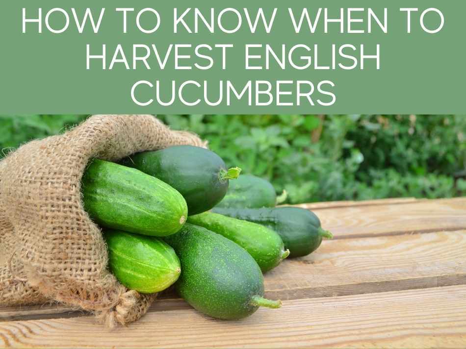 How to grow English cucumber from seed Greenhouse Today