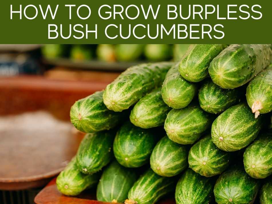 How To Grow Burpless Bush Cucumbers Greenhouse Today