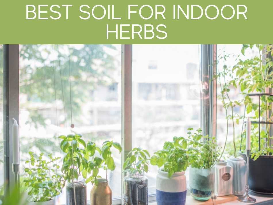 Best Soil For Indoor Herbs Greenhouse Today
