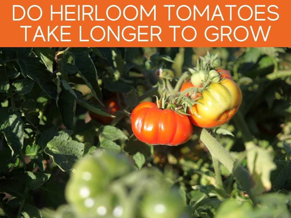 Heirloom Tomato Plant Not Producing Fruit Greenhouse Today