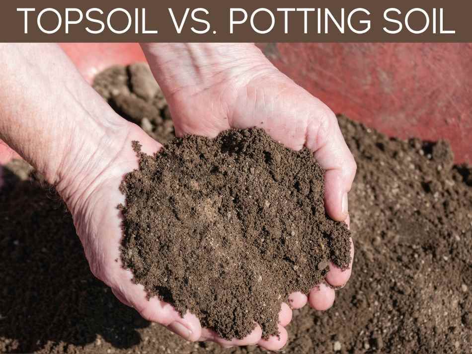 Top Soil for Houseplants 4 common problems & which soil to use
