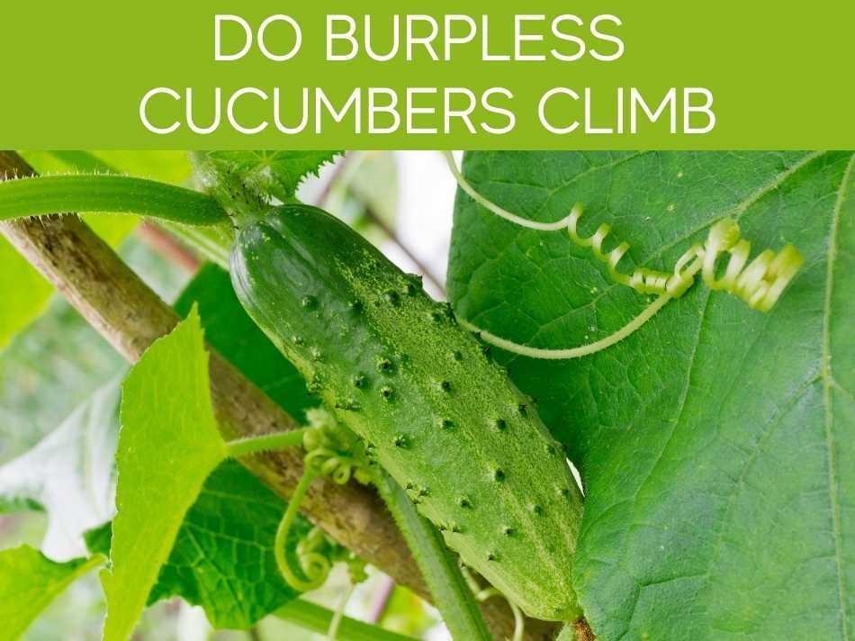 How To Grow Burpless Bush Cucumbers Greenhouse Today