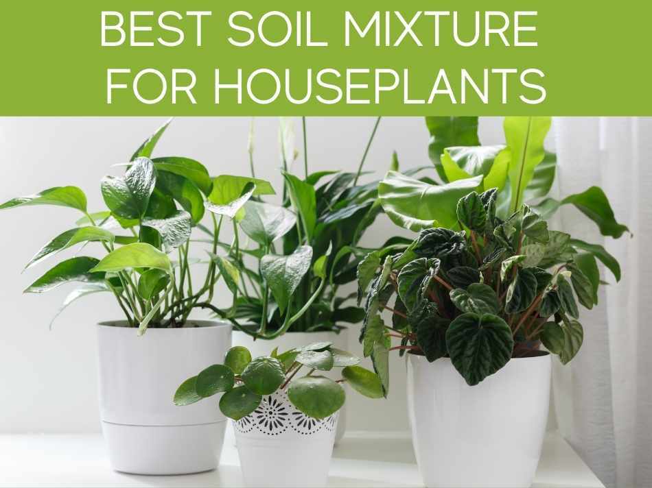 Top Soil for Houseplants 4 common problems & which soil to use