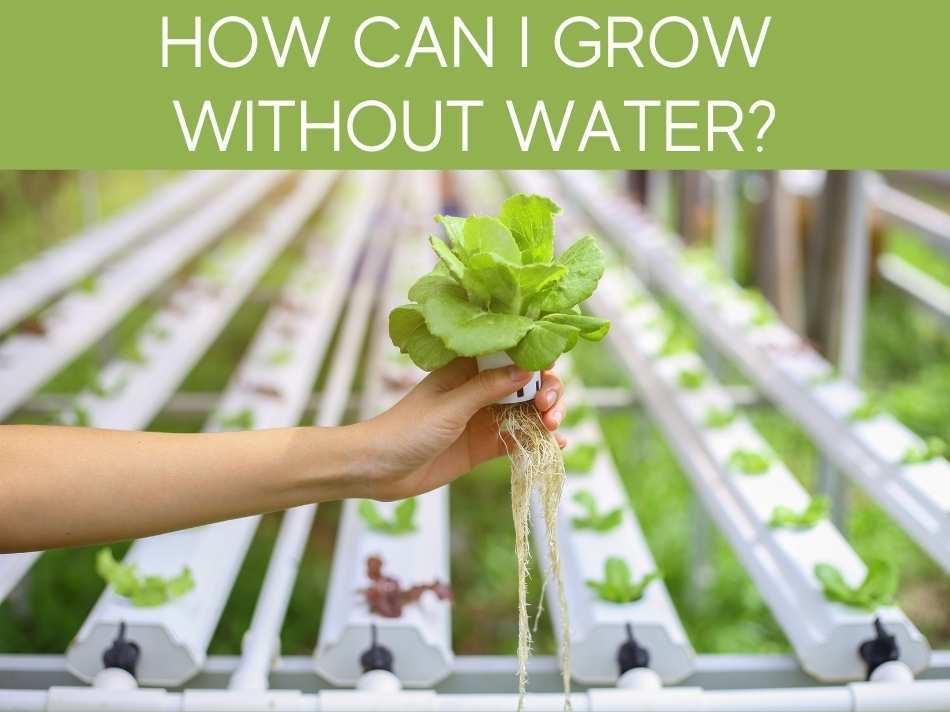 How Long Can Roses Live Without Water at Richard Heise blog