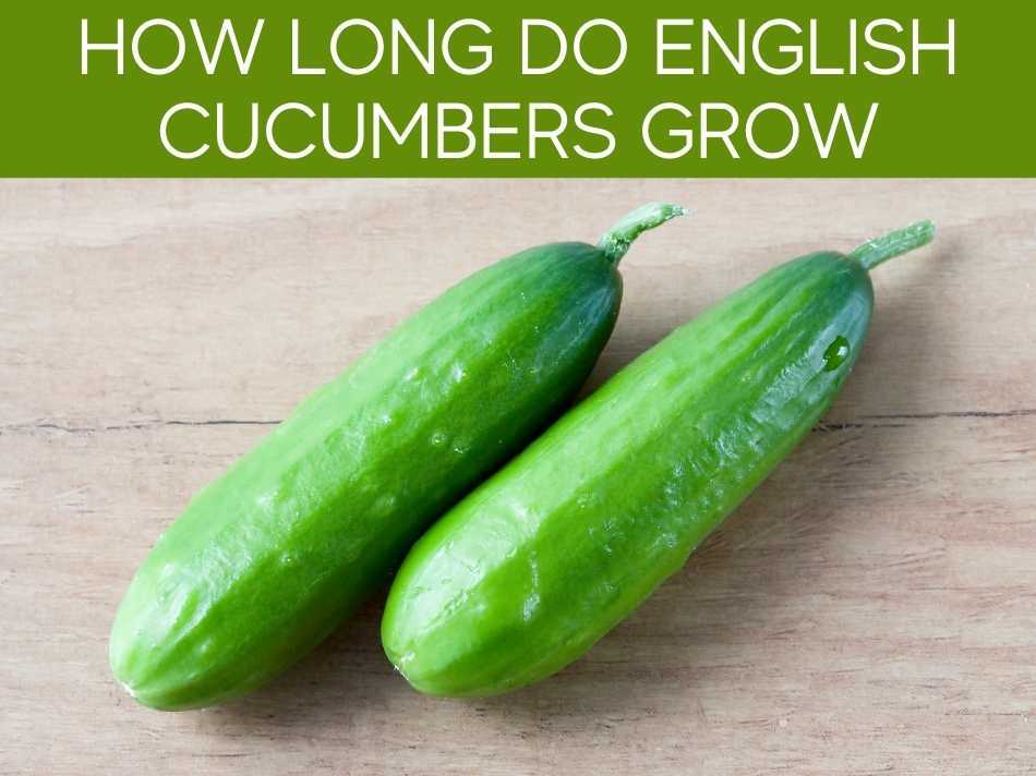 How to grow English cucumber from seed Greenhouse Today