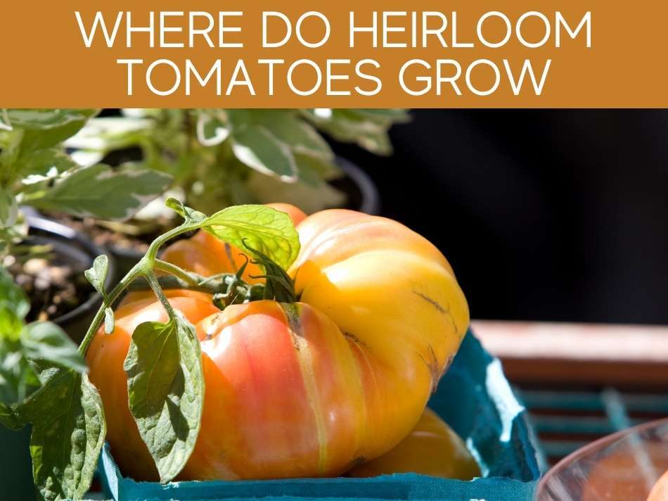 Heirloom Tomato Plant Not Producing Fruit Greenhouse Today