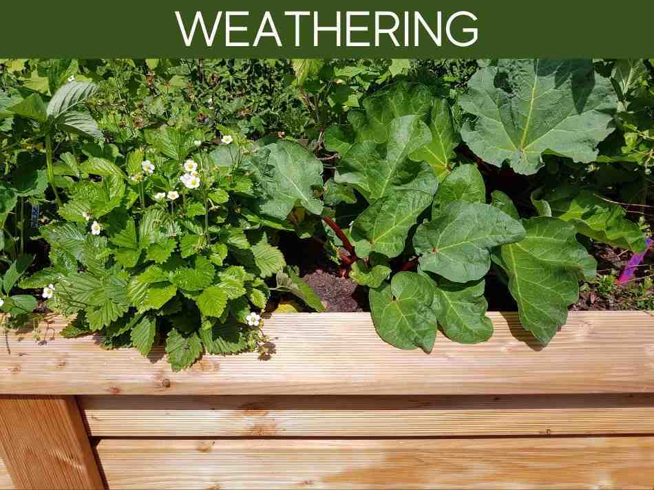 Pine for raised beds Greenhouse Today