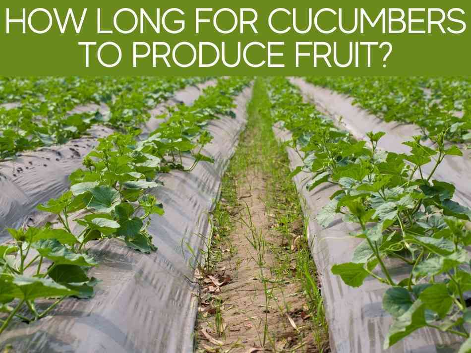 How Many Cucumbers Can One Plant Produce? (plus, 1 trick to grow more