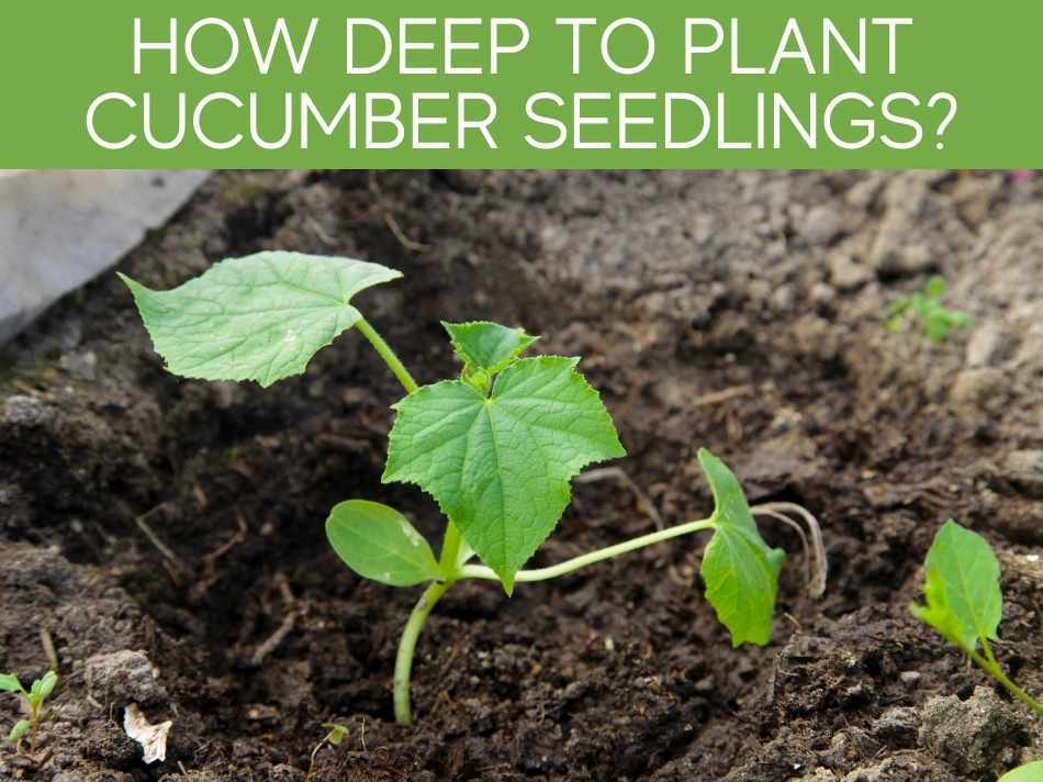 How Deep to Plant Cucumber Seedlings? (2 methods) Greenhouse Today