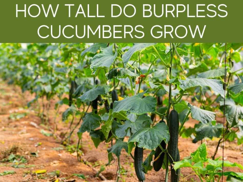 How To Grow Burpless Bush Cucumbers Greenhouse Today