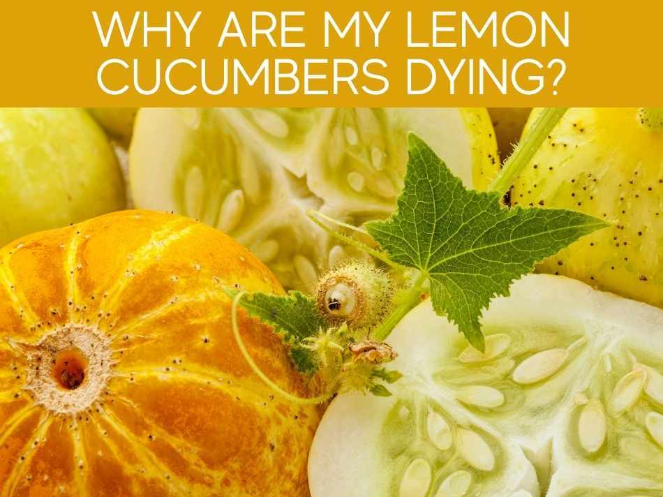 Why Are My Little Cucumbers Dying? Greenhouse Today