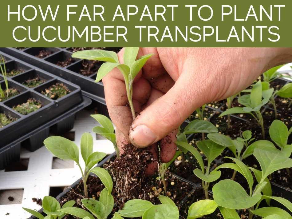 How Far Apart Can You Plant Cucumbers at Larry Rouleau blog