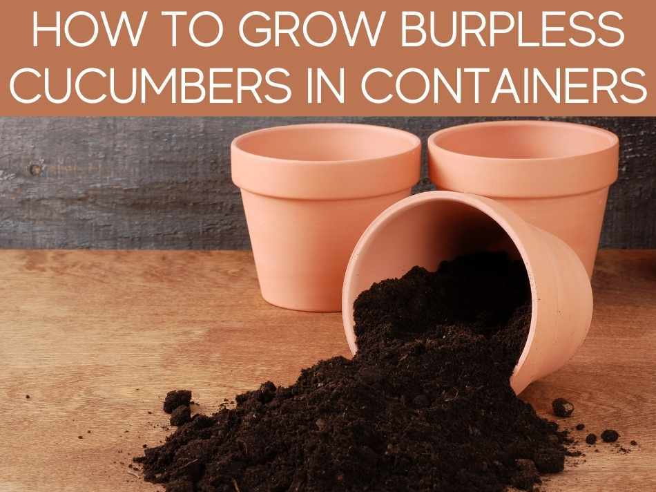 How To Grow Burpless Bush Cucumbers Greenhouse Today