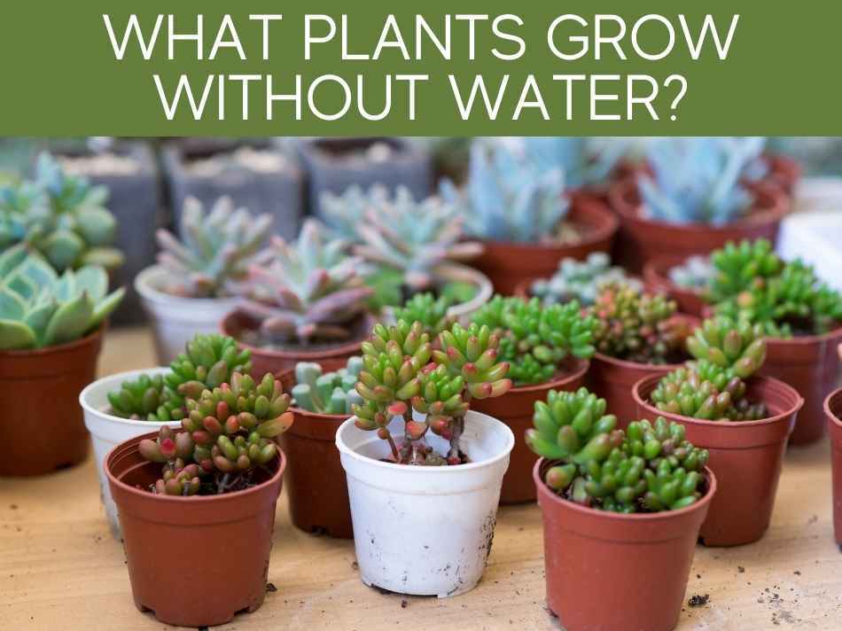 Can plants grow without water? Greenhouse Today