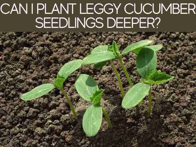 How Deep to Plant Cucumber Seedlings? (2 methods) Greenhouse Today
